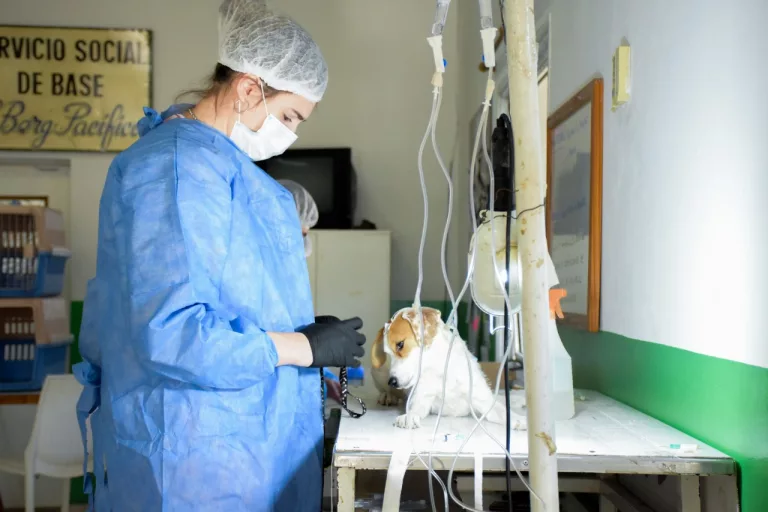 General Pico avanza con éxito en la esterilización de mascotas: 80 animales castrados en doble jornada móvil