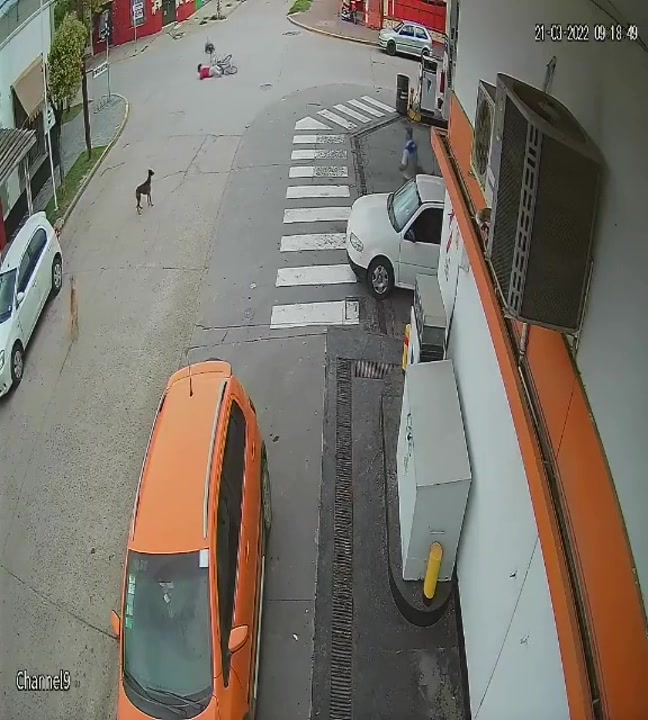 Insólito: Una mujer fue atropellada por un ñandú en plena calle