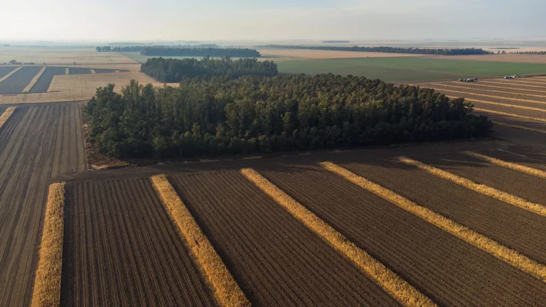 Cinco programas de forestación vigentes en La Pampa ofrecen bonificaciones y asesoramiento