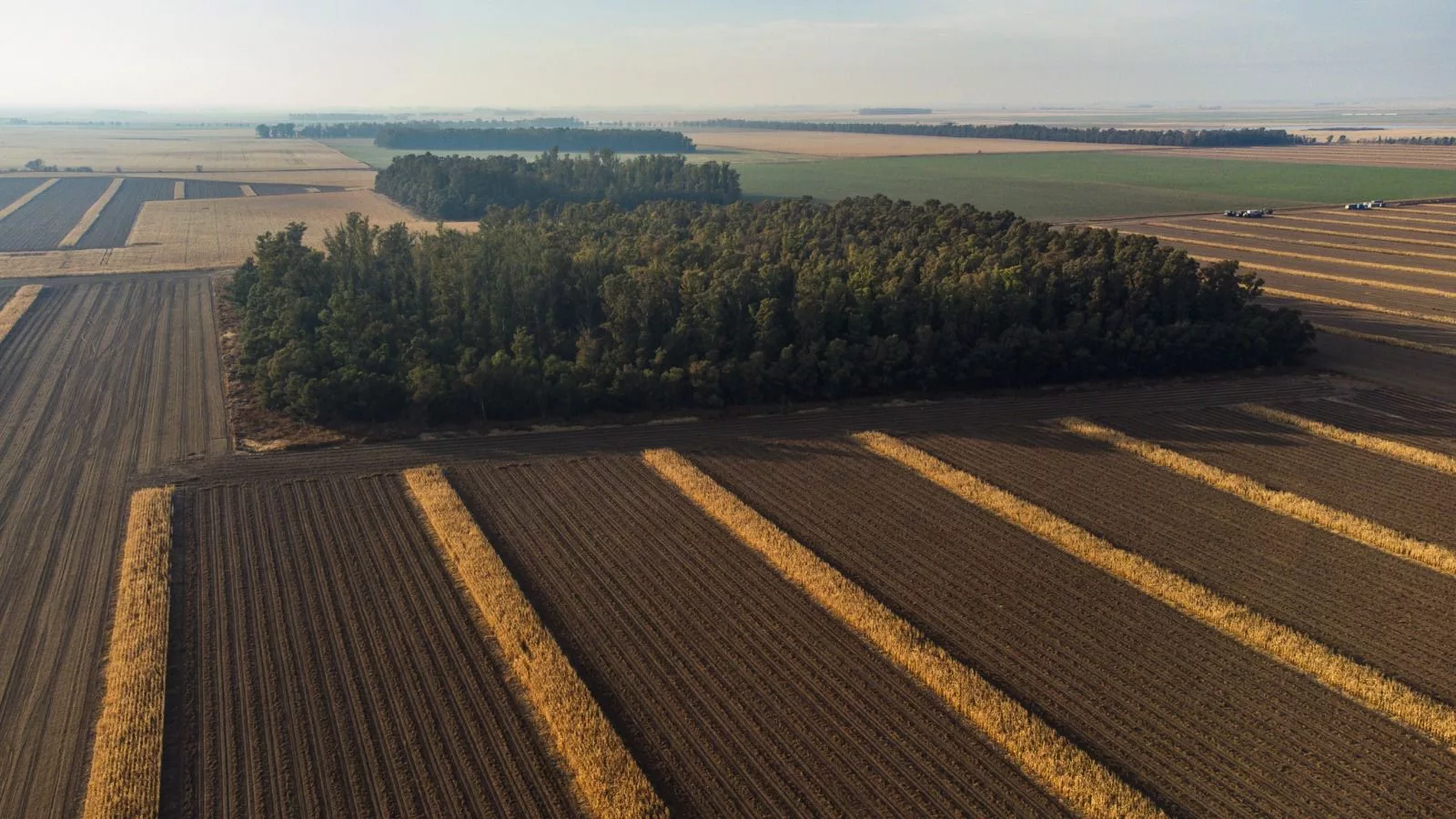 Cinco programas de forestación vigentes en La Pampa ofrecen bonificaciones y asesoramiento