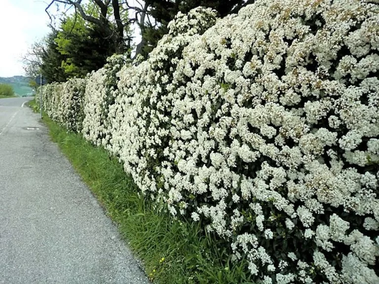 Para los amantes del jardín: hoy hablaré de LAURENTINO, el secreto mediterráneo para un parque saludable y duradero