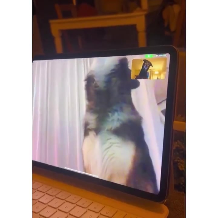 El mejor Zoom: dos perros se reencontraron por videoconferencia y generaron mucha ternura