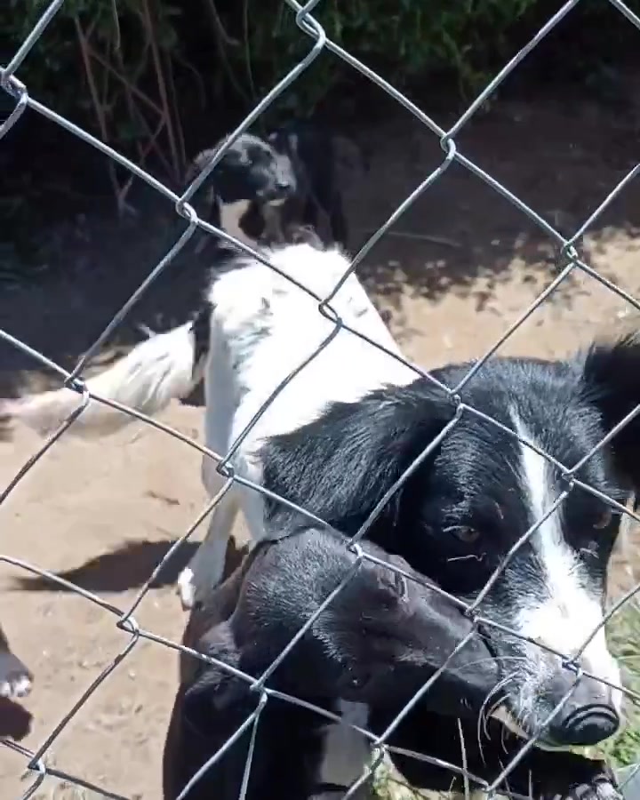 APPA busca desesperadamente adopciones antes del traslado al nuevo refugio: “Que se ponga en peligro la vida de los animales haría que tantos años de esfuerzo queden en lo absurdo”