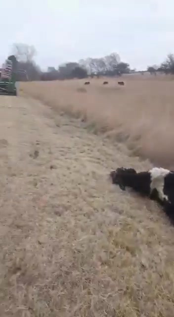 Volcó una camioneta con un acoplado que llevaba animales en Ruta Nacional 152