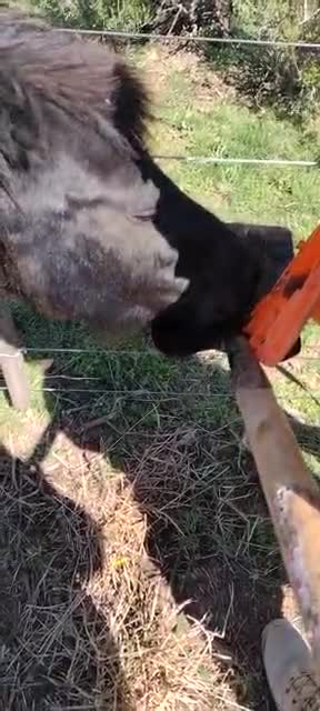 Seguridad Rural y SENASA rescataron un caballo “petiso” que se encontraba abandonado y en malas condiciones sanitarias