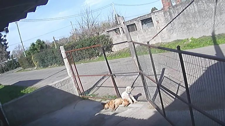 Video de Uruguay: capturó a un ladrón, lo ató al paragolpes de su auto y lo arrastró por la calle a toda velocidad