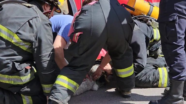Triste noticia: bomberos intentaron reanimar a un perro en medio del incendio que afectó a una vivienda hoy en General Pico, pero lamentablemente murió