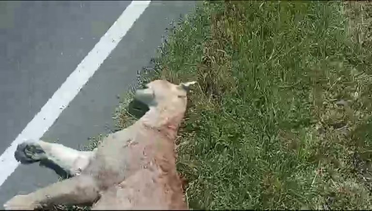 Encontraron muerto a un puma entre Metileo y General Pico