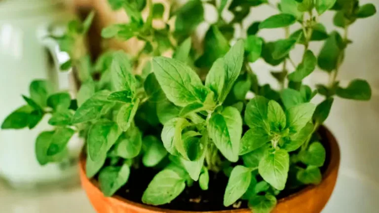 Para los amantes del jardín: hoy hablare de OREGANO