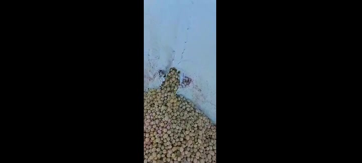 Jabalíes destrozaron una silobolsa con 180 toneladas de soja en Quemú Quemú