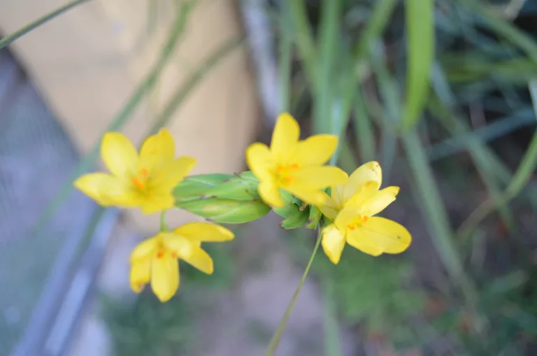 Para los amantes del jardín: Sisyrinchium, la joya amarilla del jardín que atrae mariposas y colibríes