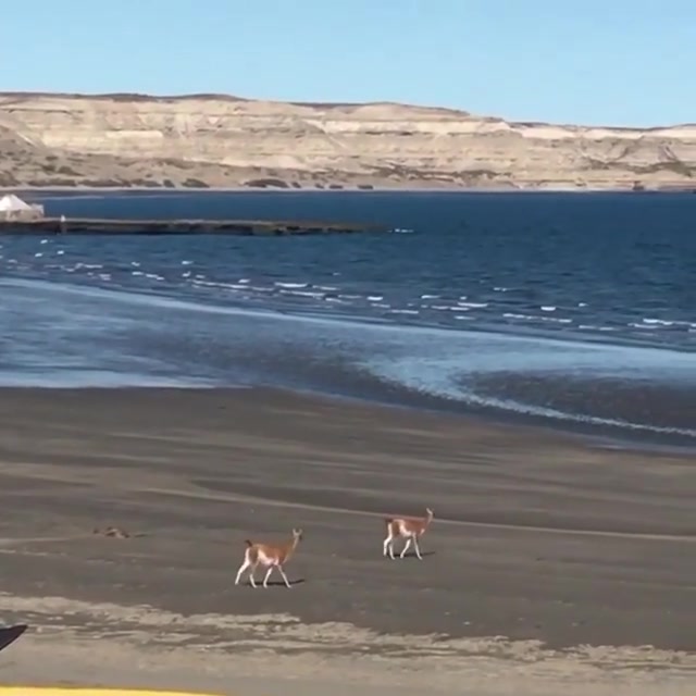 [VIDEO] Sin personas a la vista por la cuarentena, los guanacos se pasean por Puerto Pirámides