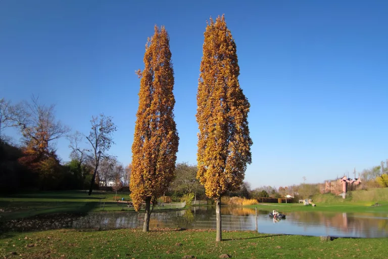 Para los amantes del jardín: descubre el encanto del Roble Columnar, un verdadero tesoro verde