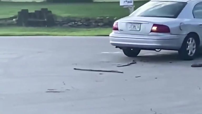 Insólito: Un perro activó la marcha atrás de un auto y dio vueltas por una hora