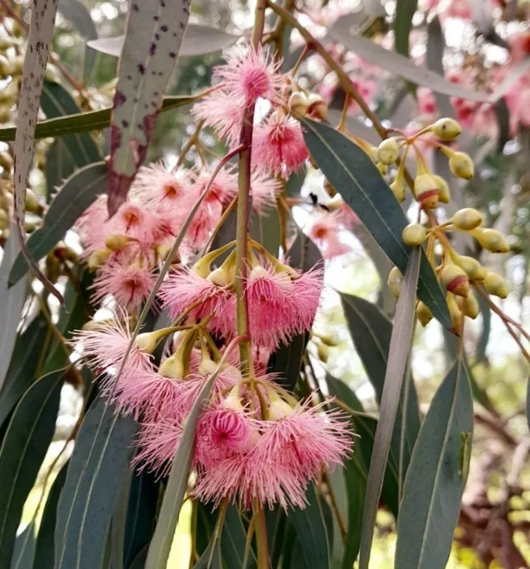 Para los amantes del jardín: hoy hablare de EUCALIPTUS ROSADO, HIERRO ROSADO