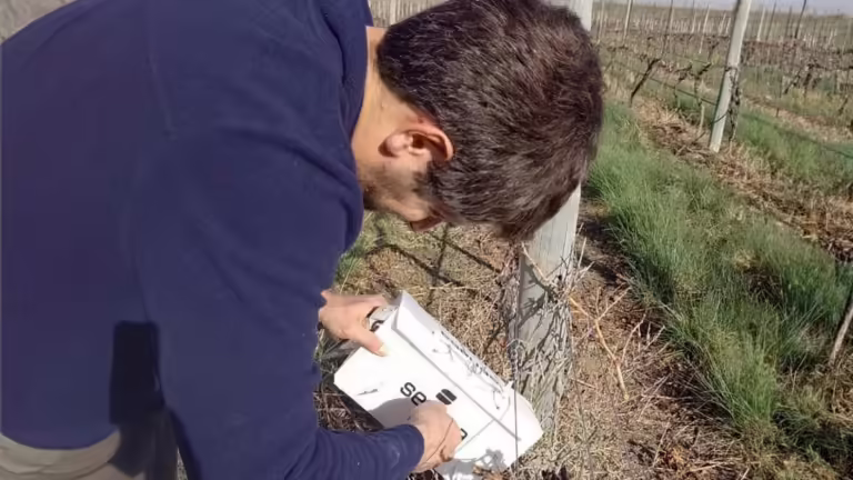Senasa intensifica monitoreo de viñedos en La Pampa para garantizar la ausencia de Lobesia botrana y proteger la producción de uva