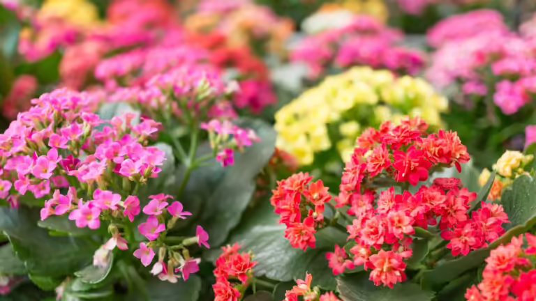 Para los amantes del jardín: hoy hablaré de kalanchoe, la suculenta de Madagascar que florece con persistencia y cura con amor eterno