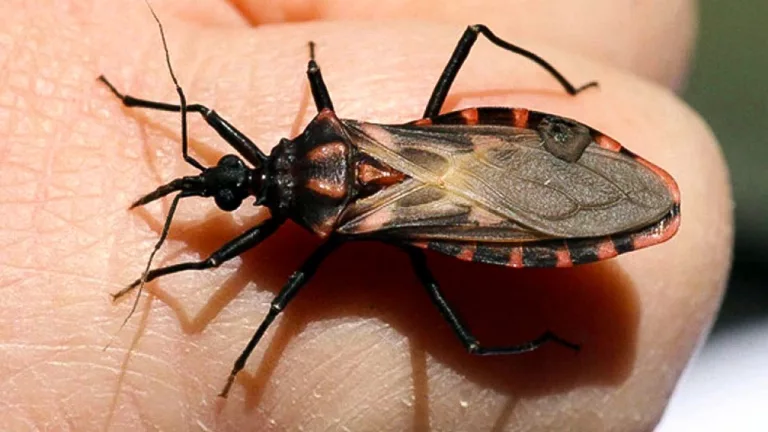 Chagas en Argentina: más de 6 millones Afectados en América y La Pampa refuerza sus esfuerzos de prevención