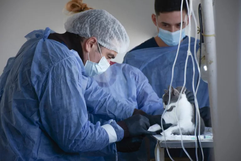 Exitosa jornada de esterilización gratuita en General Pico: 66 mascotas castradas con el Quirófano Móvil