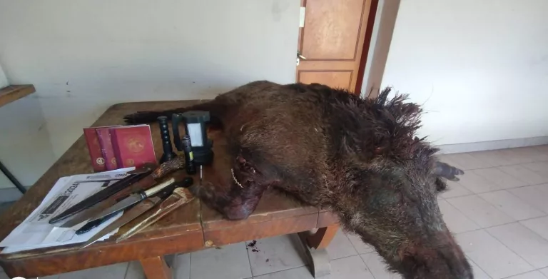 Detienen a cazadores furtivos con jabalí y perros heridos en operativo rural sobre la Ruta 13