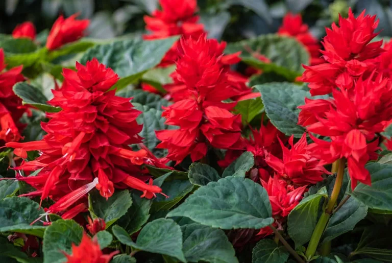 Para los amantes del jardín: hoy hablare de CORAL, SALVIA ROJA
