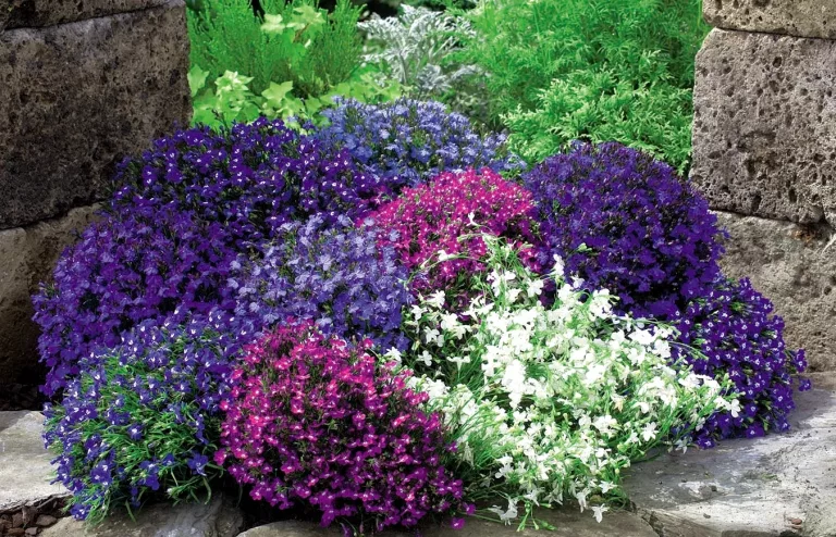 Para los amantes del jardín: hoy hablaré de LOBELIA, la flor de la renovación que florece todo el año