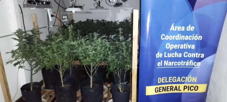 Desarticulan red de narcotráfico en General Pico: dos detenidos y secuestro de más de 2.2 kg de cocaína y 83 plantas de marihuana