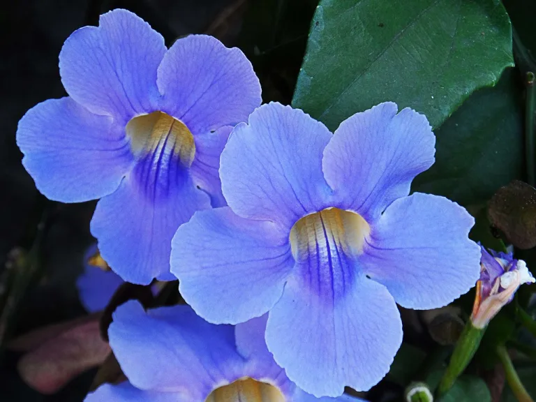 Para los amantes del jardín: descubre los encantos de la Bignonia Azul