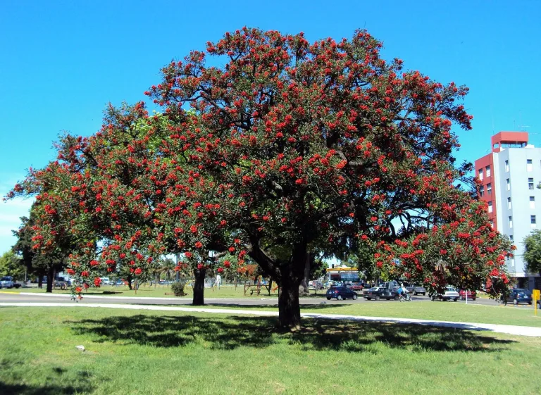 Para los amantes del jardín: descubre el Ceibo, el árbol nacional de Argentina y Uruguay, tesoro del jardín y la medicina popular