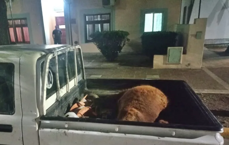 La policía intercepta a un hombre con un animal robado en Embajador Martini