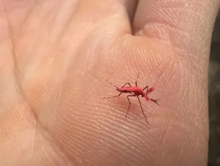 En Mendoza liberaron a 10 mil “mosquitos rojos” para combatir el dengue