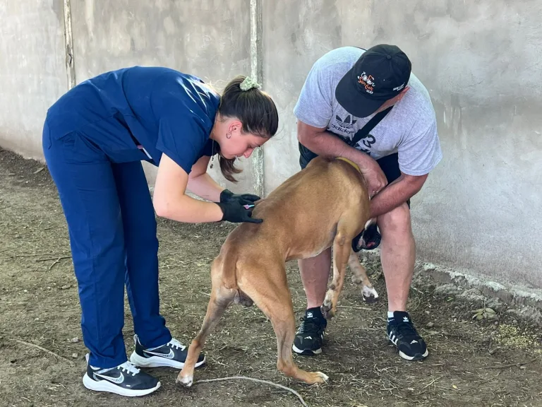 Campaña contra la garrapata y vacunación antirrábica: más de un millar de animales fueron atendidos