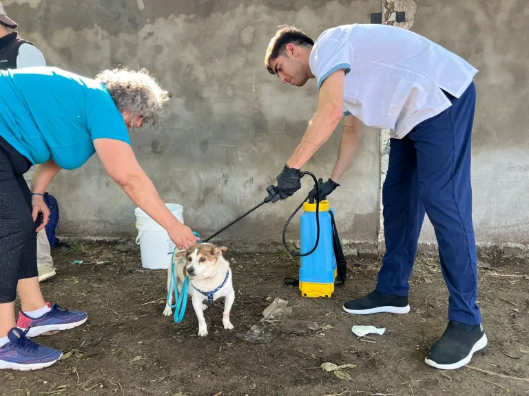 Exitosa campaña antirrábica y contra la garrapata en General Pico: Más de 640 aplicaciones en tres jornadas y continúa la próxima semana