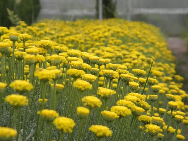 Para los amantes del jardín: descubre los secretos y beneficios de la Santolina, la planta aromática y medicinal