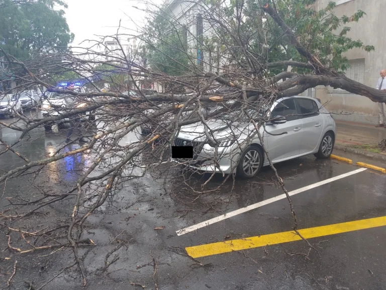 Un árbol cayó arriba de un auto en pleno centro piquense