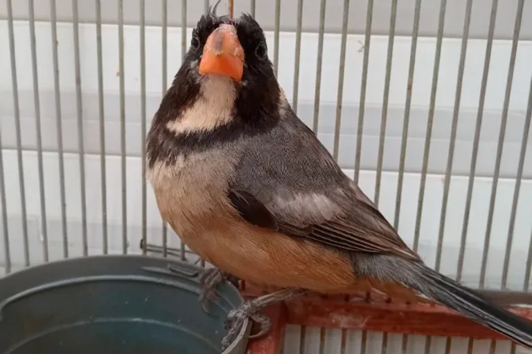 Rescatan 19 aves nativas en La Pampa: especies recuperadas de captura ilegal en Arata
