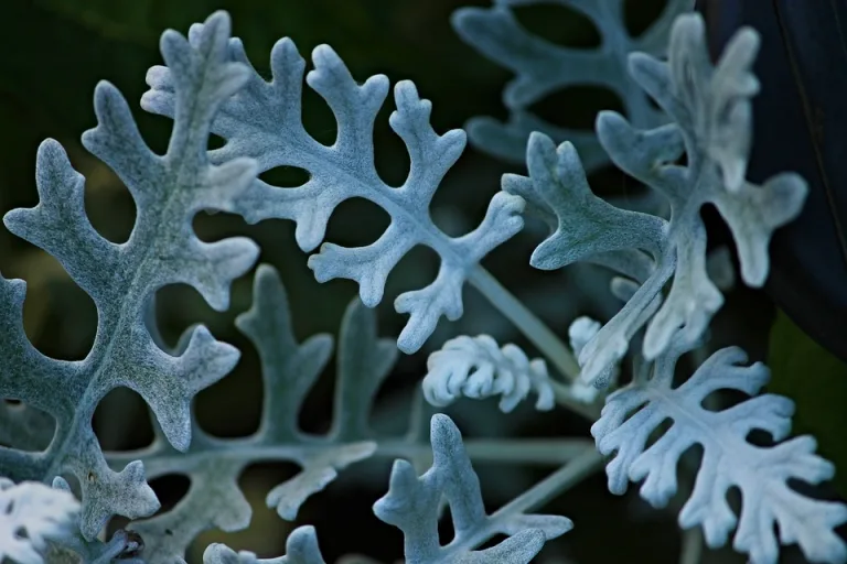Para los amantes del jardín: hoy hablaré de Cineraria, vieja empolvada