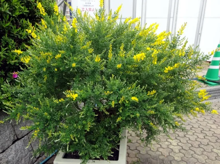 Para los amantes del jardín: hoy, la fascinante retama enana y sus secretos