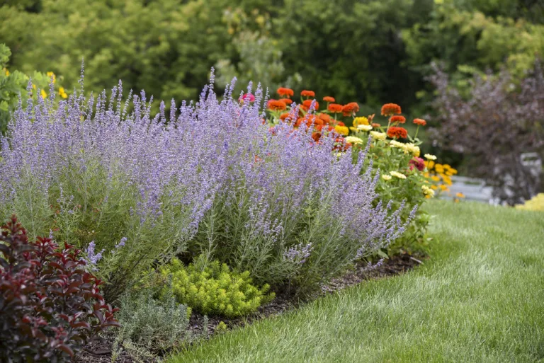 Para los amantes del jardín: “salvia rusa”, la joya del parque que encanta mariposas y purifica suelos