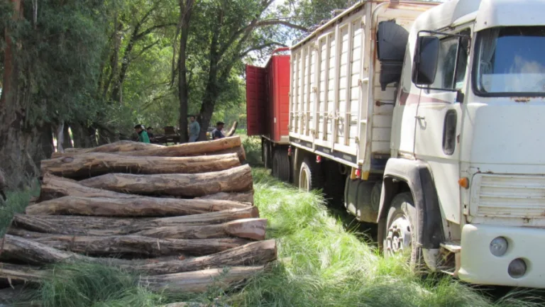 1331 hectáreas en infracción y multas por $22.8 millones: fiscalización forestal en La Pampa