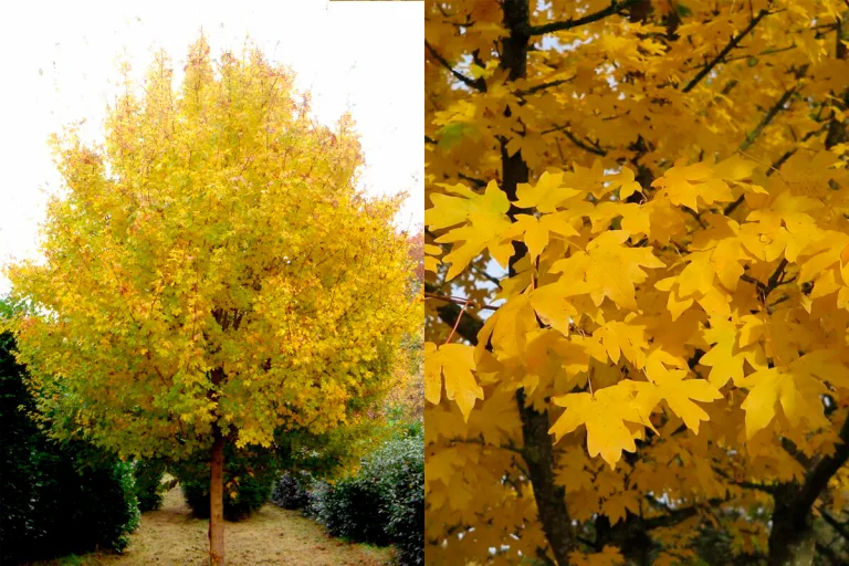 Para los amantes del jardín: hoy hablaré de ARCE CAMPESTRE