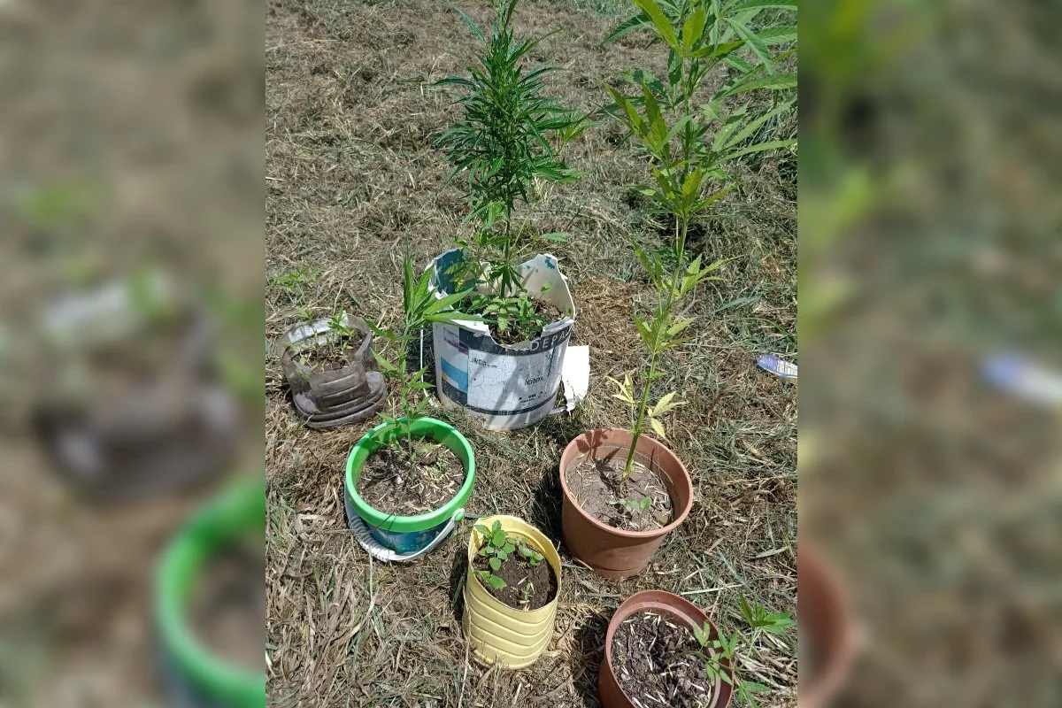 Secuestro de plantas de cannabis en operativo policial en Alta Italia