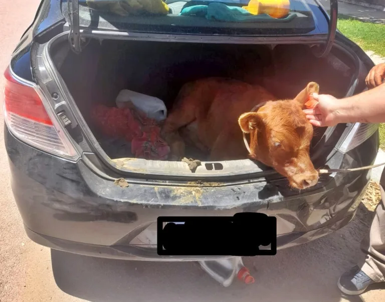 Operativo policial en ruta 102: recuperan animal vacuno sustraído y demoran a tres personas
