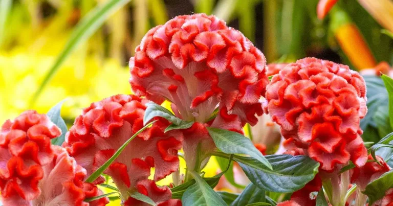 Para los amantes del jardín: hoy hablamos de Cresta de Gallo, Flor de Terciopelo