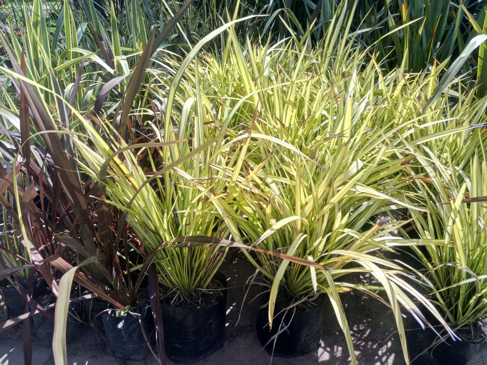 Para los amantes del jardín: hoy hablaré de FORMIO, la joya de Nueva Zelanda que embellece y sana