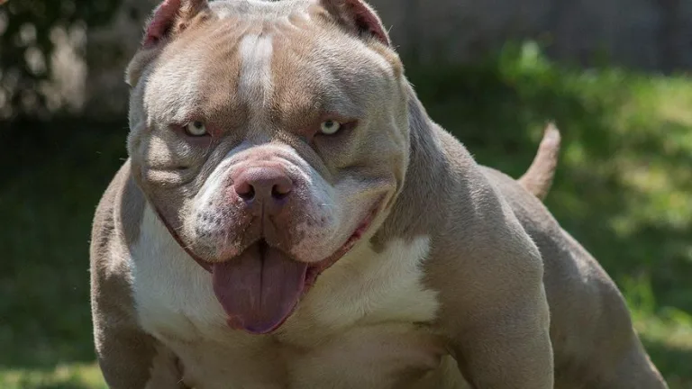 Intendente Alvear endurece controles: exigen registro obligatorio para perros potencialmente peligrosos