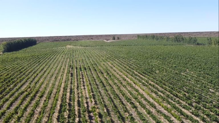 Casa de Piedra se consolida: Bodega Boutique y producción de pistachos marcan el crecimiento productivo y turístico