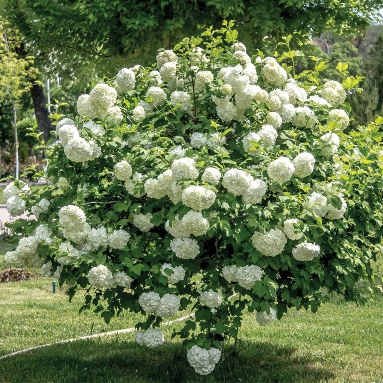 Para los amantes del jardín: hoy hablaré de COPO DE NIEVE