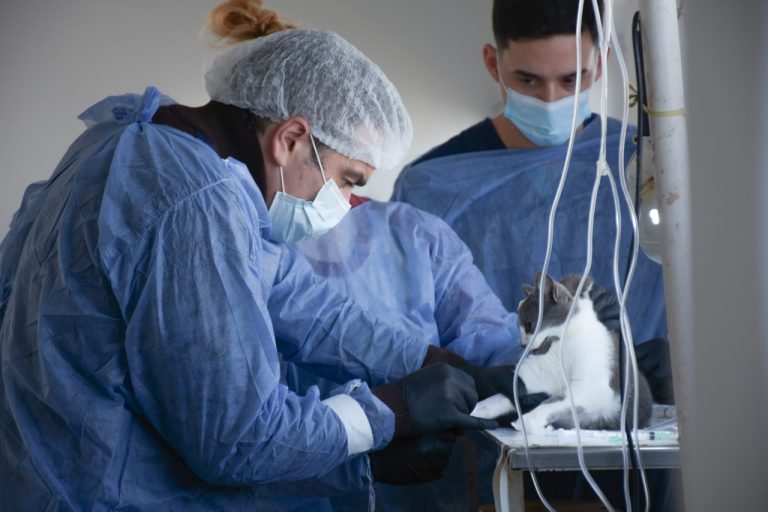 Cuidado animal: General Pico realizó más de 3.000 castraciones y aplicó 8.700 vacunas en 2024