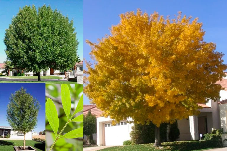 Para los amantes del jardín: hoy hablaré de FRESNO TERCIOPELO, FRESNO VELUTINA